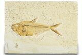 Detailed Fossil Fish (Diplomystus) - Wyoming #318391-1
